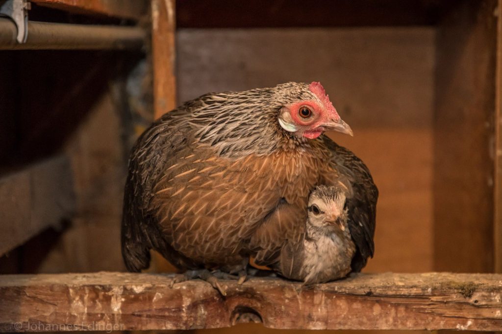 Bild einer Henne mit Jungtier