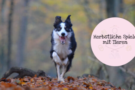 Herbstliche Spiele mit Tieren